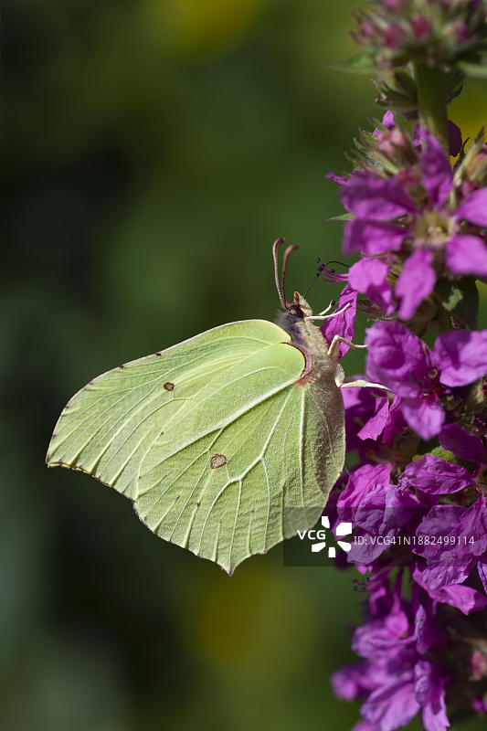 一只欧洲粉蝶(Gonepteryx rhamni)雄性成虫在千屈菜(Lythrum salicaria)花上觅食,英国萨福克郡图片素材