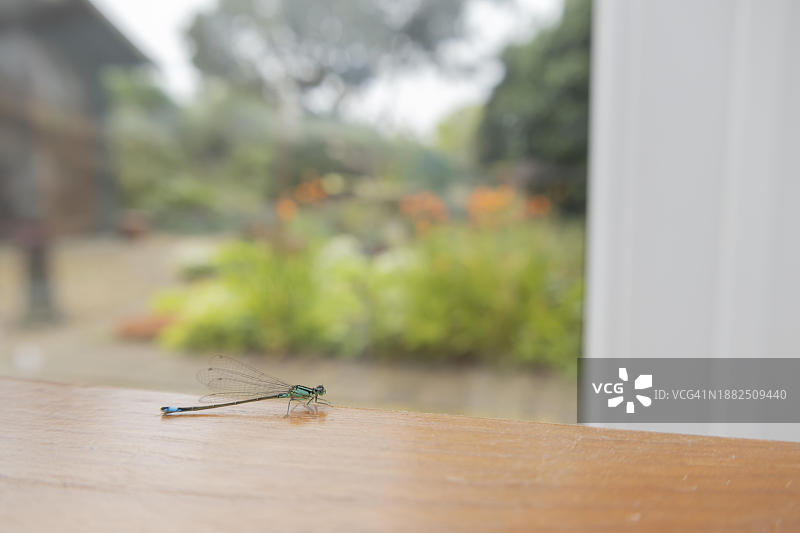 餐桌上的普通蓝蜻蜓图片素材