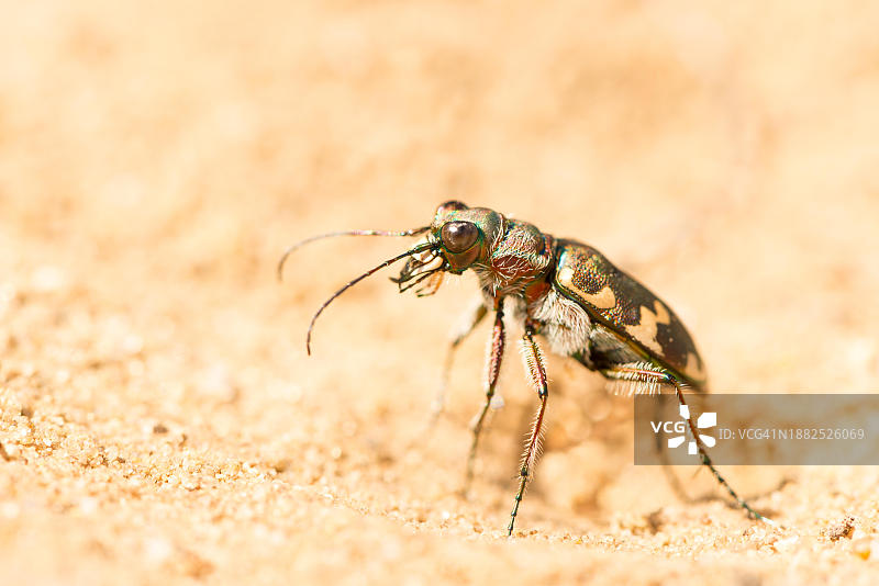 沙丘虎甲虫：站立于沙地，躲避热辐射图片素材