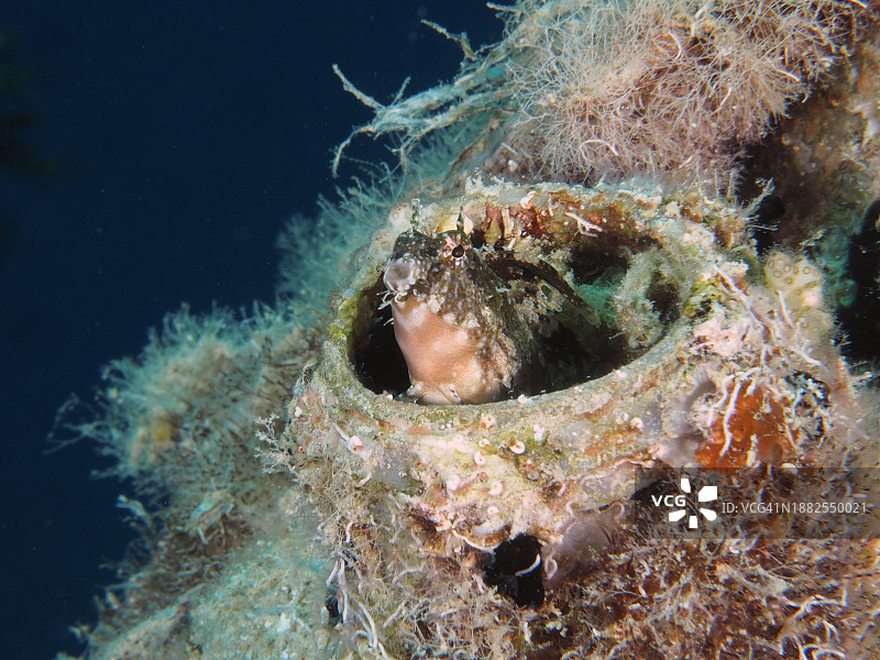 红海，埃及，栖息在塑料罐中的犬牙鳚图片素材