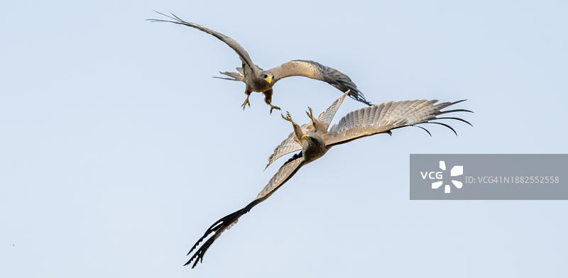 黄嘴鸢，非洲博茨瓦纳莫雷米禁猎区的两只猛禽倒挂在空中争斗图片素材