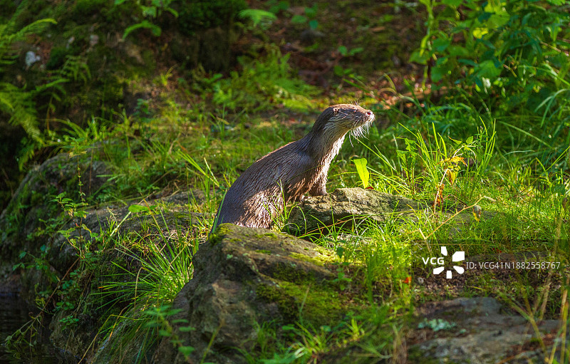 欧洲水獭：巴伐利亚森林国家公园，德国，圈养图片素材