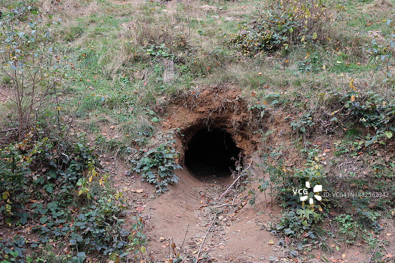 巴伐利亚森林国家公园的熊洞，德国，欧洲图片素材