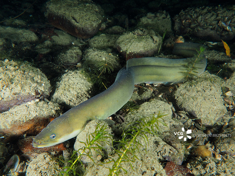 欧洲鳗鱼（夜间）图片素材