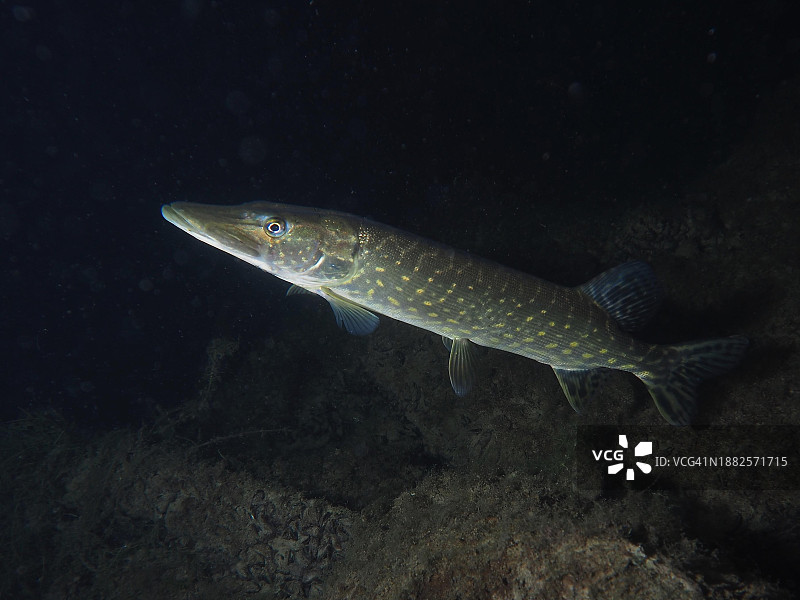 夜间梭子鱼(白斑狗鱼)：瑞士莱茵河Zollbruecke潜水点图片素材