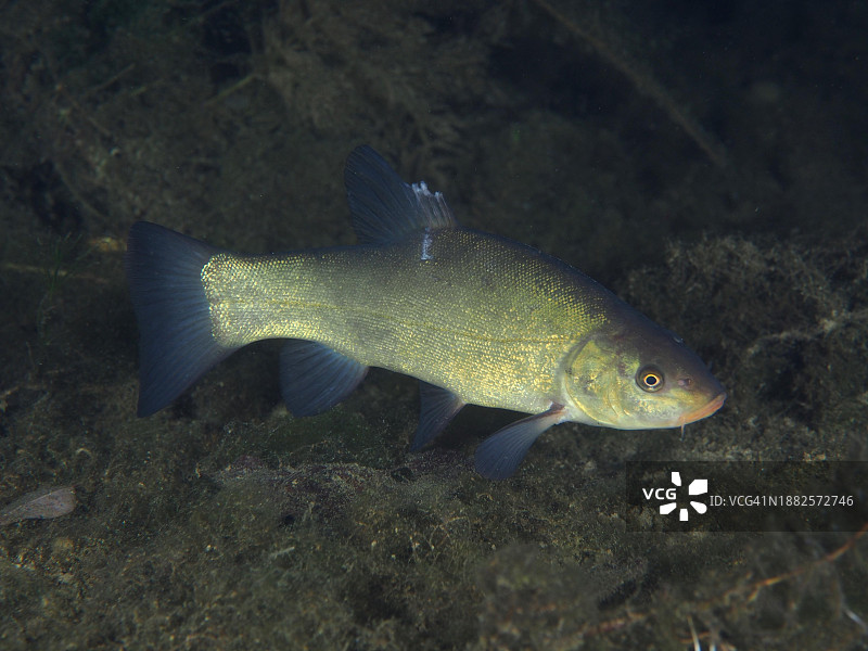 丁鲷,夜晚,措尔布吕克潜水点,莱茵河畔赖瑙,苏黎世州,莱茵河,上莱茵河,瑞士,德国,欧洲图片素材