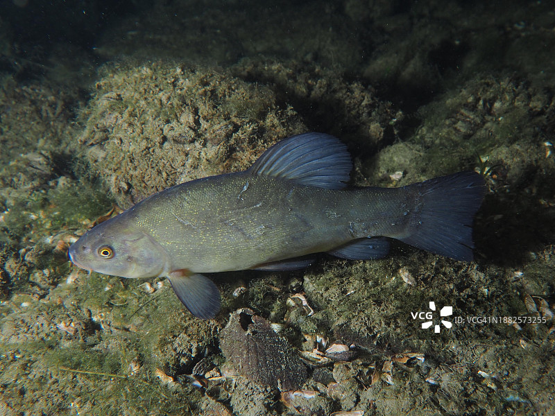 丁鲷，夜晚，措尔布吕克潜水点，莱茵河畔赖瑙，苏黎世州，莱茵河，上莱茵河，瑞士，德国，欧洲图片素材