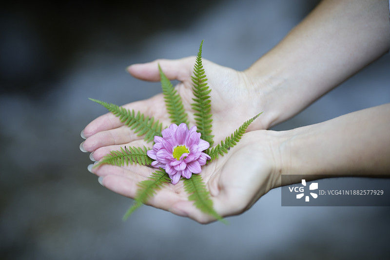 手中的鲜花图片素材