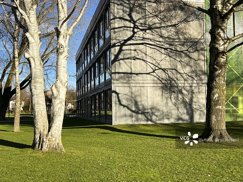 冬季的光秃秃的树图片素材