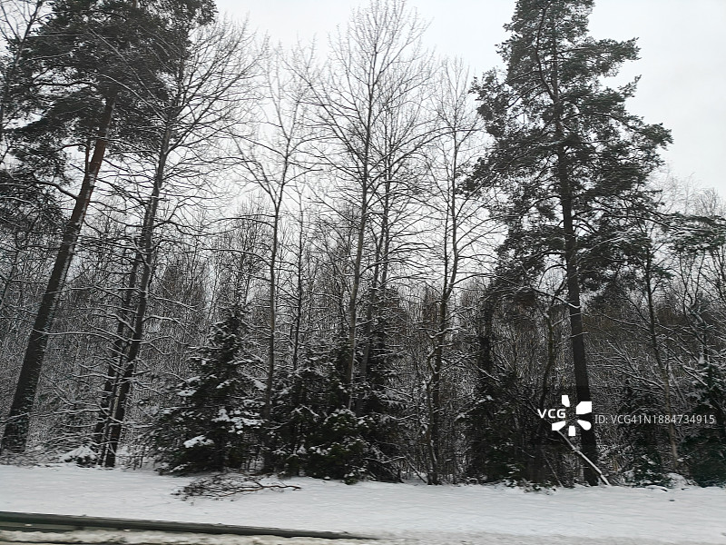 瑞典的雪林图片素材
