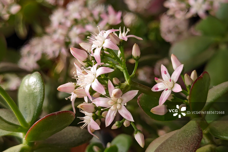 光与影 - 一元店花卉图片素材