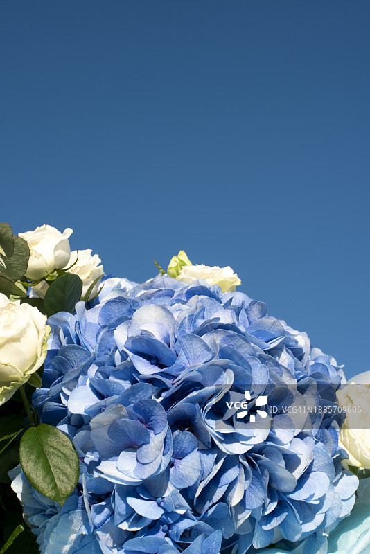 绣球花和玫瑰枝花束图片素材