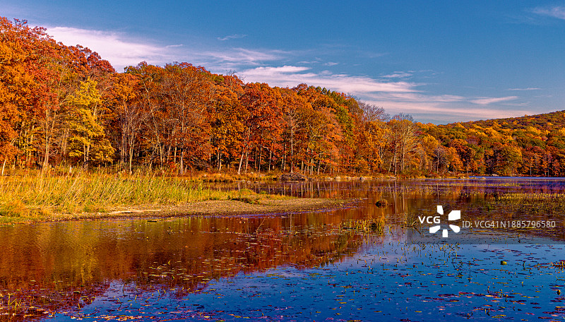 哈里曼州立公园林地图片素材