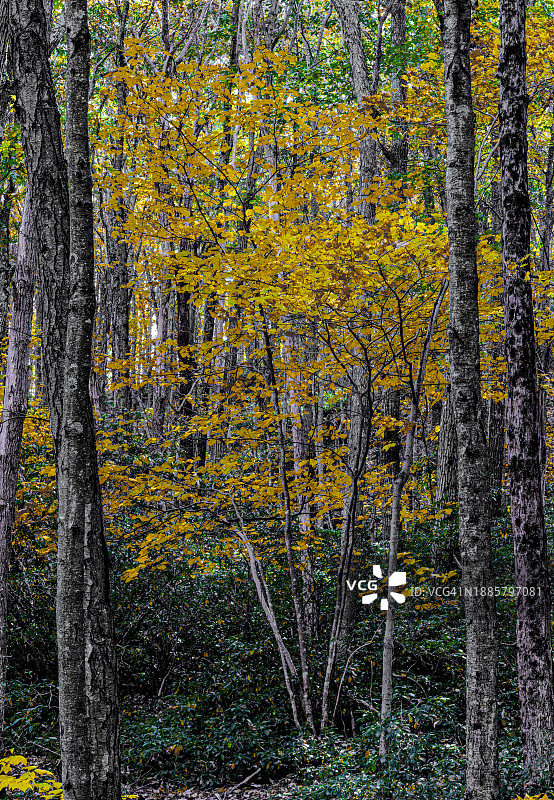 哈里曼州立公园的森林色彩图片素材