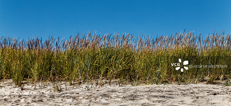 俄勒冈海岸的芦苇图片素材