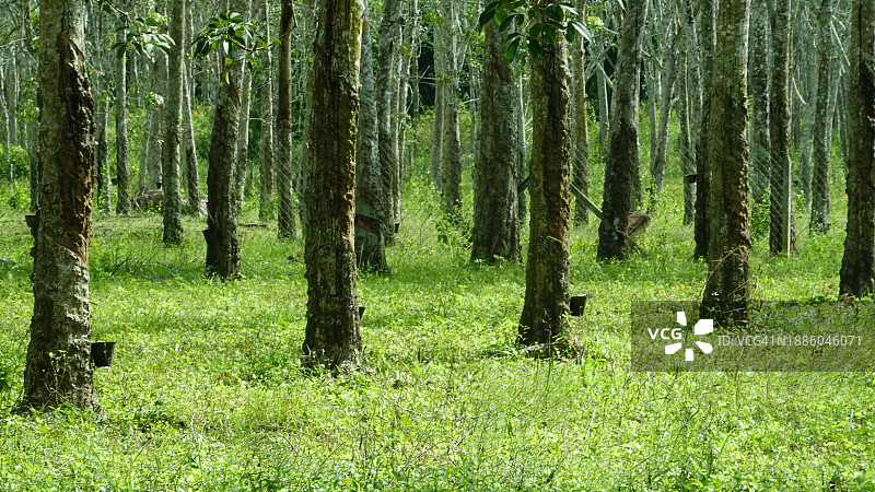 橡胶树种植园图片素材