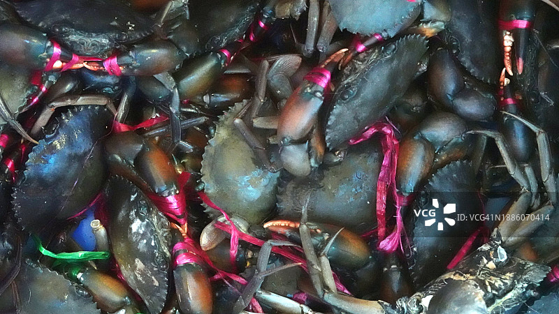 市场上的泥蟹图片素材