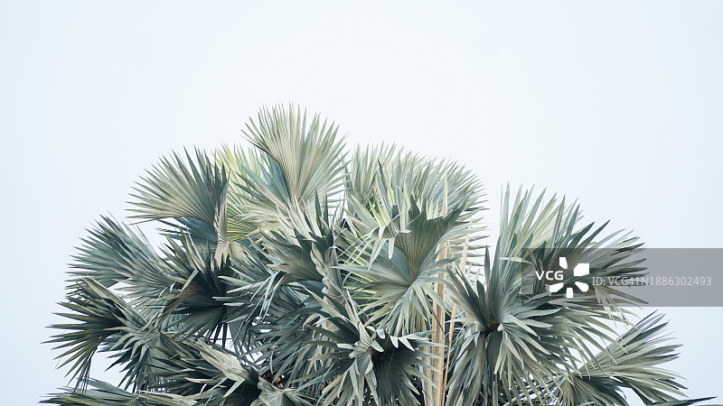 白色背景上的俾斯麦棕榈叶图片素材