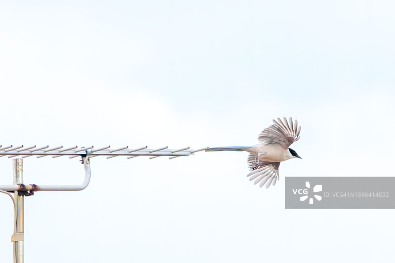 美丽的蓝鹊在飞行（鸦科）。摄于日本东京江户川区葛西临海公园，2023年8月14日。图片素材