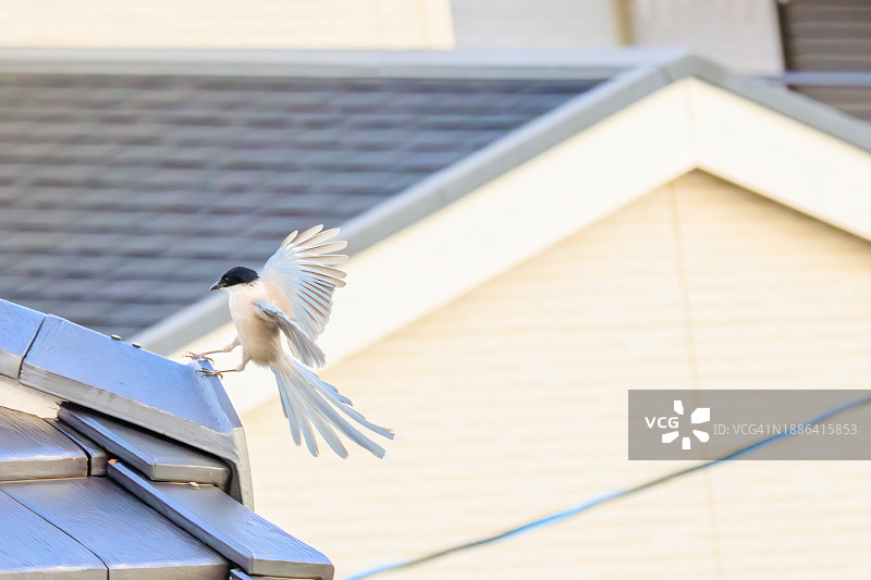 美丽的蓝鹊在飞行（鸦科）。摄于日本东京江户川区葛西临海公园，2023年8月14日。图片素材