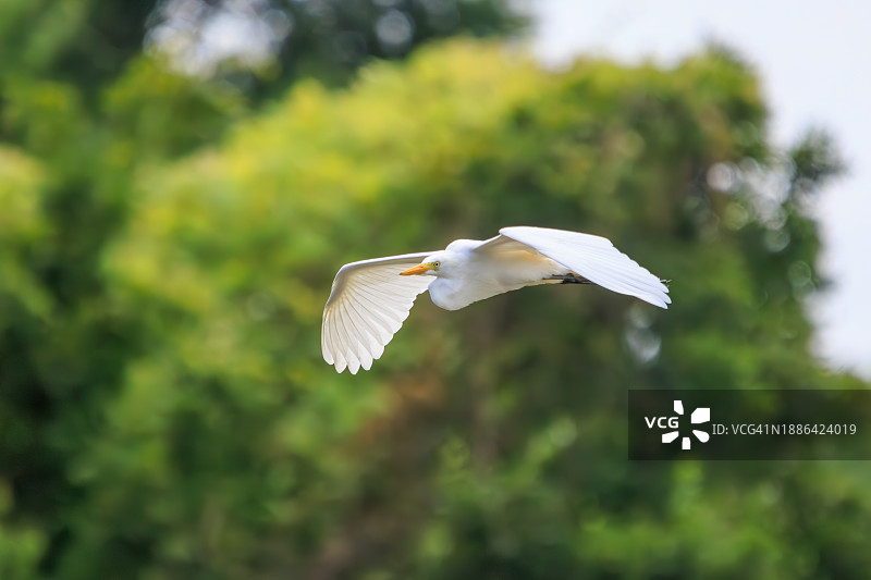 飞行中美丽的大白鹭（鹭科）。拍摄于 2023 年 8 月 14 日，日本东京江户川区葛西临海公园图片素材