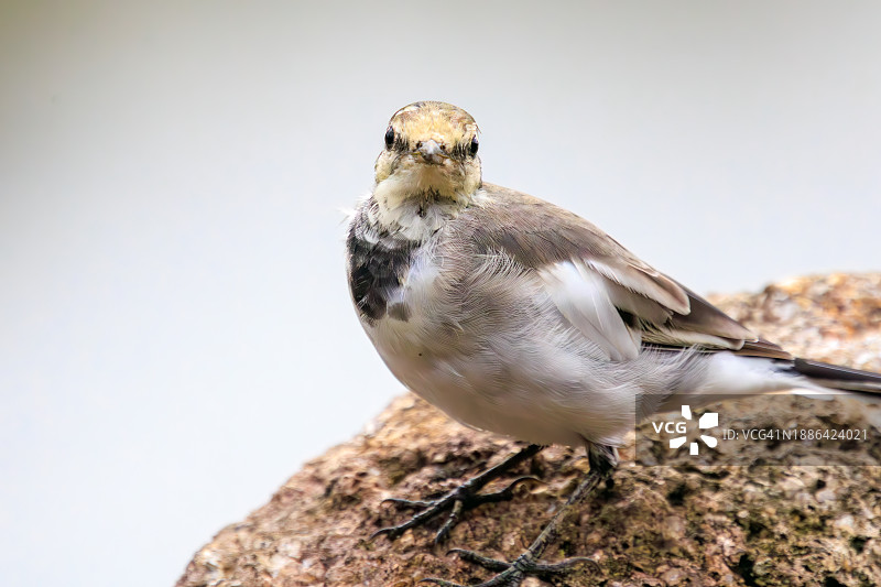 可爱的日本鹡鸰幼鸟，摄于日本东京江户川区葛西临海公园，2023年8月14日图片素材
