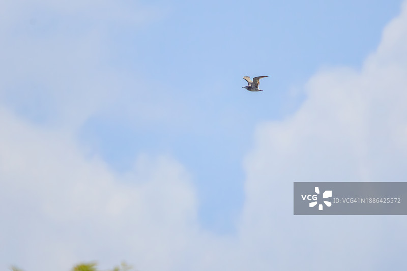 在东京江户川区葛西临海公园飞翔的黑头鸥图片素材