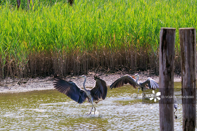 美丽的苍鹭（鹭科鸟类）争斗场景，拍摄于日本东京江户川区葛西临海公园，2023年8月14日图片素材