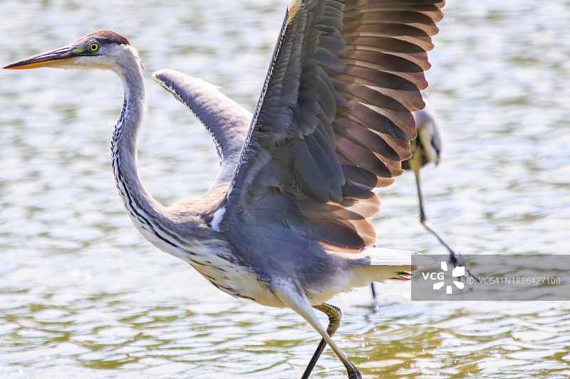美丽的苍鹭（鹭科鸟类）争斗场景，拍摄于日本东京江户川区葛西临海公园，2023年8月14日图片素材