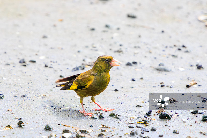 可爱的日本鹡鸰（包含燕雀科），摄于2023年8月14日东京江户川区葛西临海公园图片素材