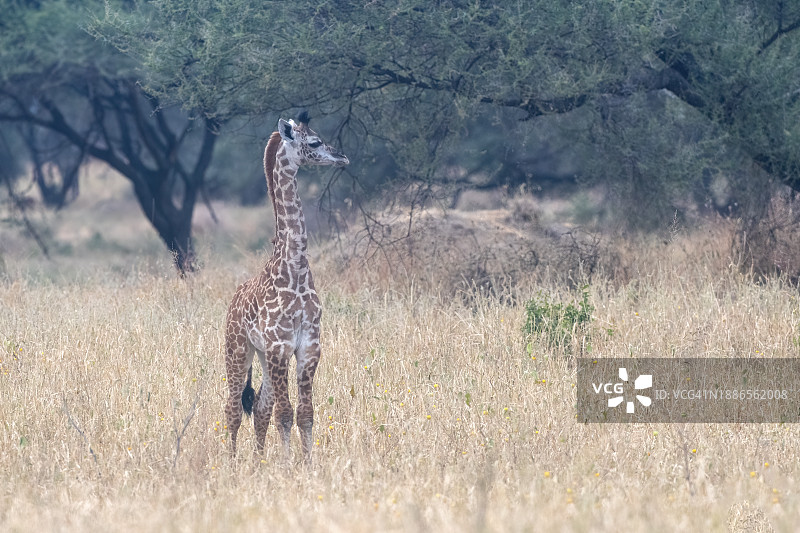 塞伦盖蒂国家公园平原上，长颈鹿宝宝与美丽的草原全景图片素材