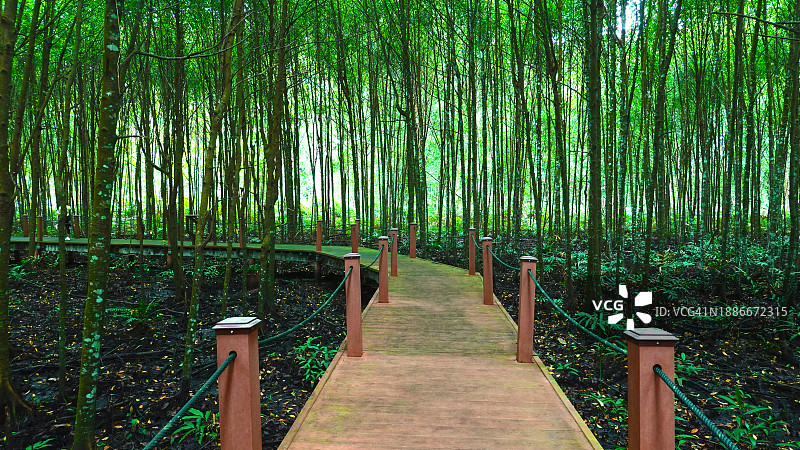 马来西亚瓜拉雪兰莪的红树林图片素材