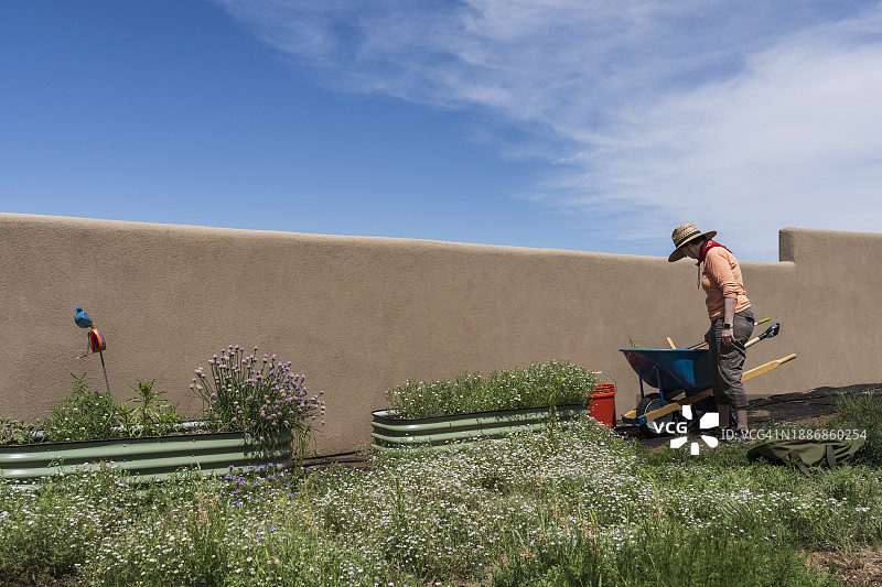 美国科罗拉多州克里德，在高地沙漠园艺的妇女图片素材