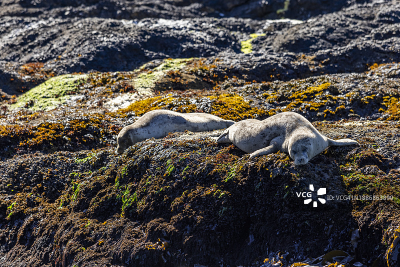 海狮在岩石海岬上休息图片素材