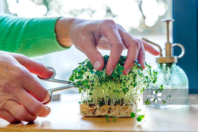 手在厨房用剪刀剪切豆瓣菜沙拉图片素材