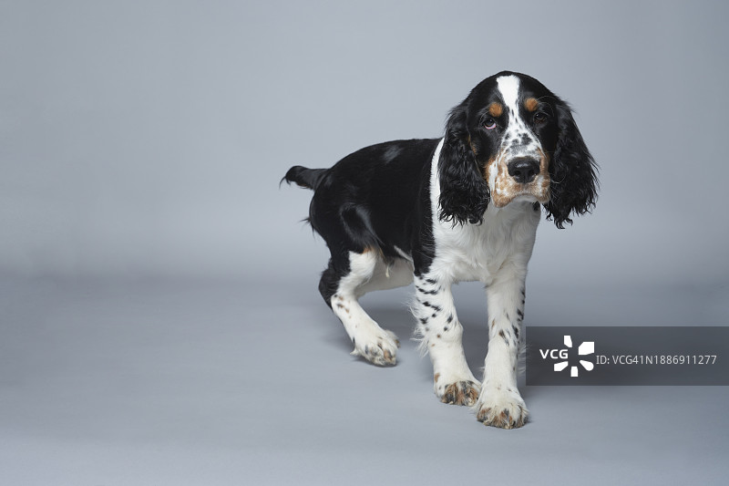 灰色背景下的英国史宾格犬肖像图片素材