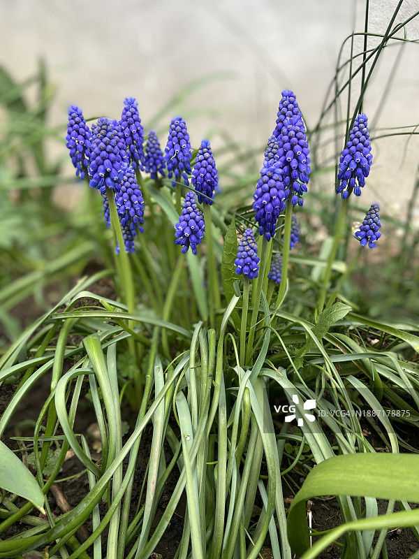 葡萄风信子图片素材