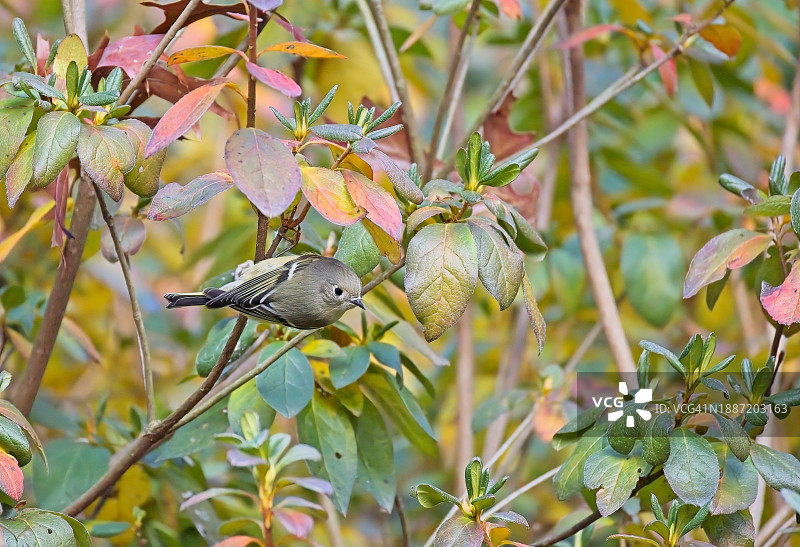 戴菊鸟图片素材