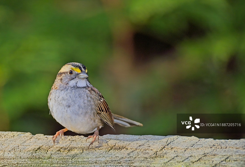 White-throated麻雀图片素材