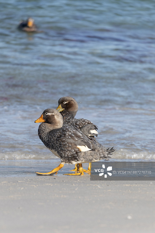 马岛海峡鸭图片素材