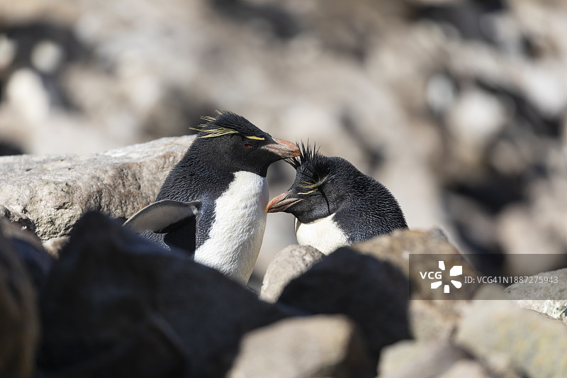 凤头企鹅图片素材