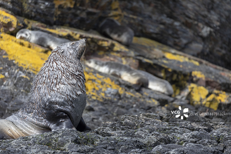 带着幼崽的母海豹图片素材