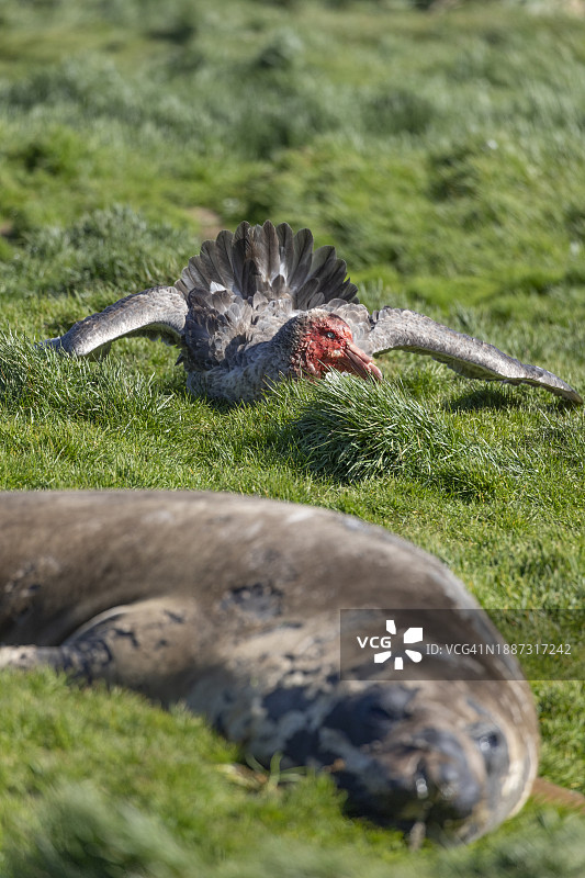 血色海燕图片素材
