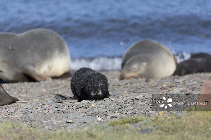 岸边吠叫的毛皮海狮幼崽图片素材