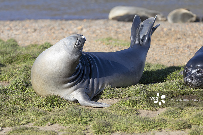 海滩上可爱的象海豹图片素材