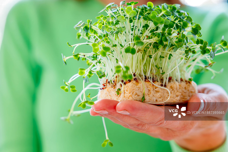 女人拿着新鲜种植的微型蔬菜图片素材