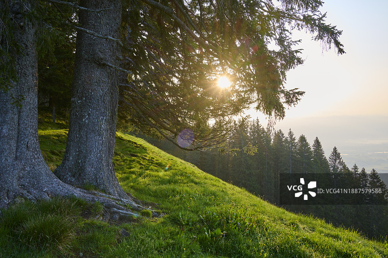 瑞士伯尔尼州，日出时分的山地森林。图片素材