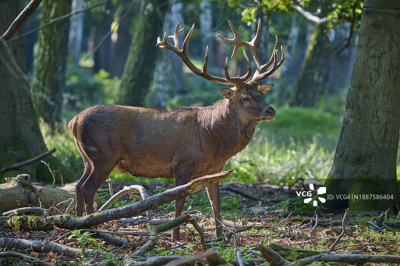 发情季节站在森林中，长着令人印象深刻的鹿角的赤鹿图片素材