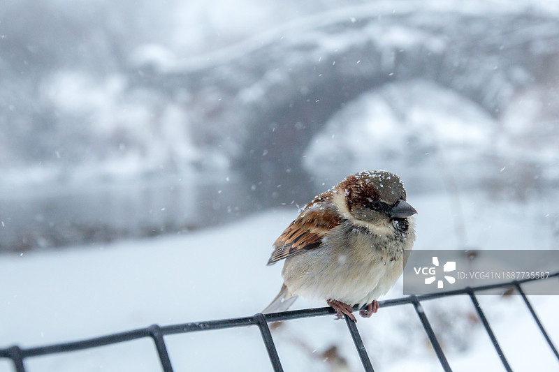 麻雀，布鲁克林，纽约，美国图片素材