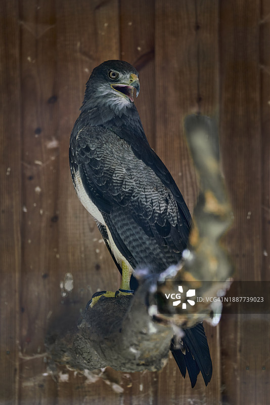 栖息在木桌上的猛禽猎鹰特写，德国图片素材